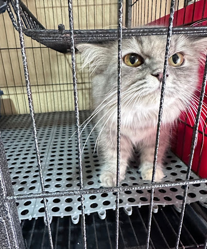 Kitty Homestay Muar
