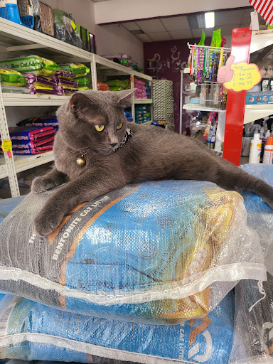 Kopi Catz