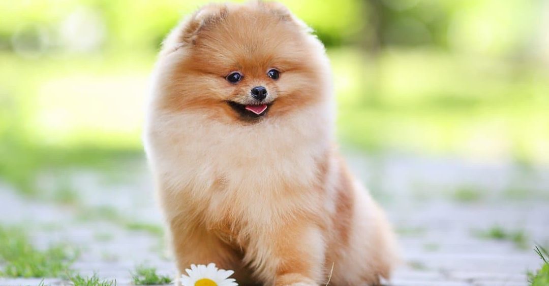 Fluffy Pets 1 fluffy pets