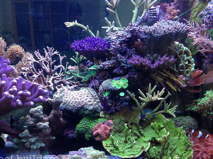 fong aquarium