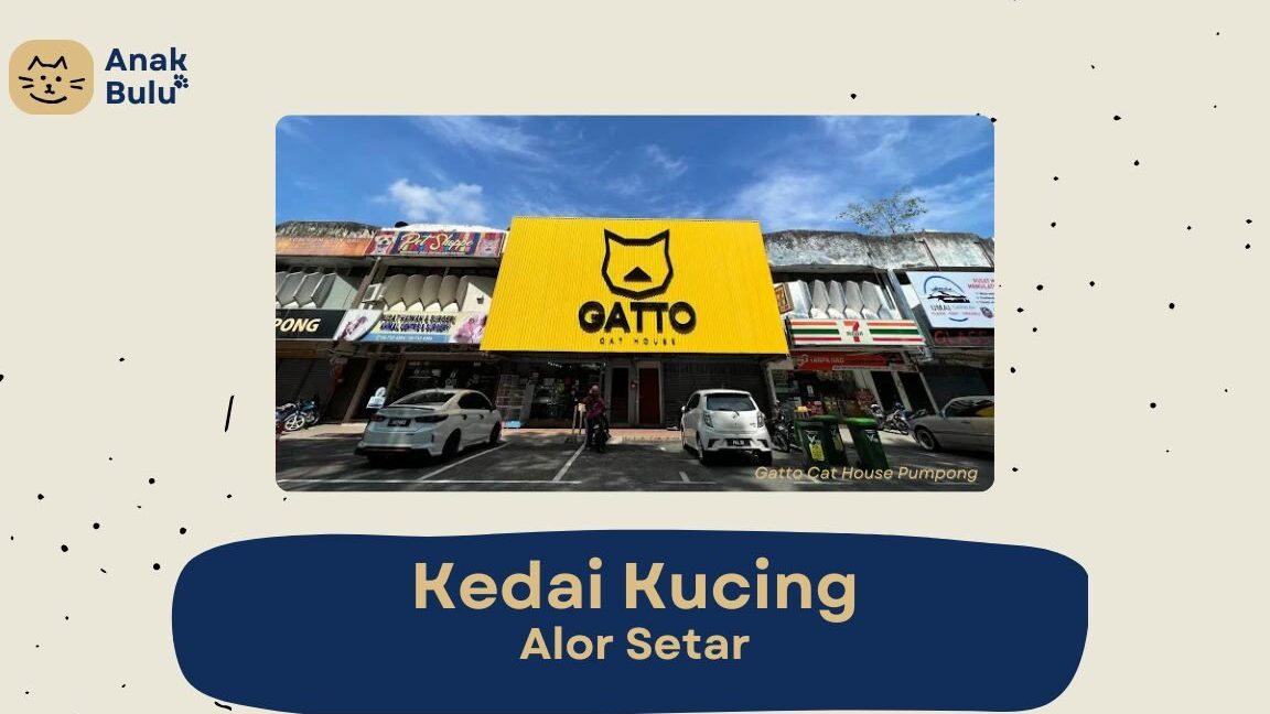 Gatto Cat House Pumpong 1 gatto cat house pumpong