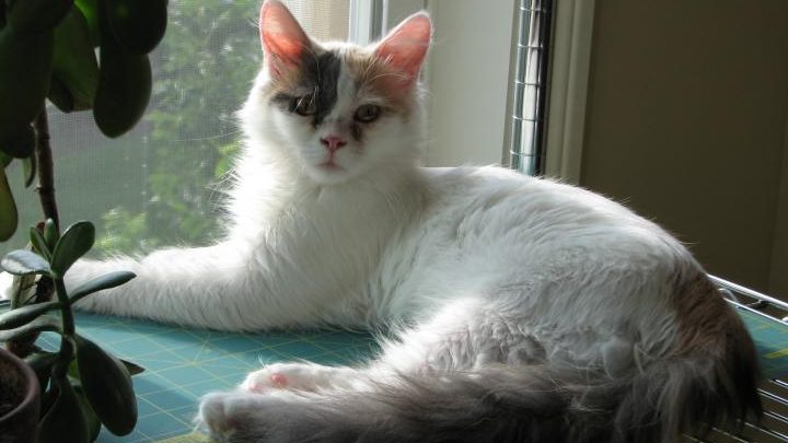HALIMZ CAT 1 halimz cat