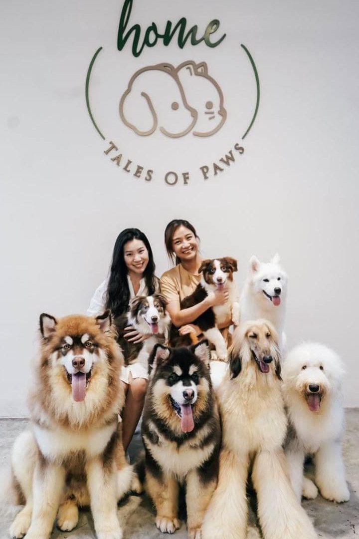 HOME by tales of paws 1 home by tales of paws