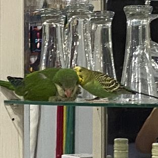 jj pet shop papar parkland