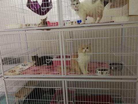 KITIKAT HOTEL (Hotel Kucing) 1 kitikat hotel hotel kucing