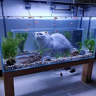 lucky fish aquariumpets enterprise