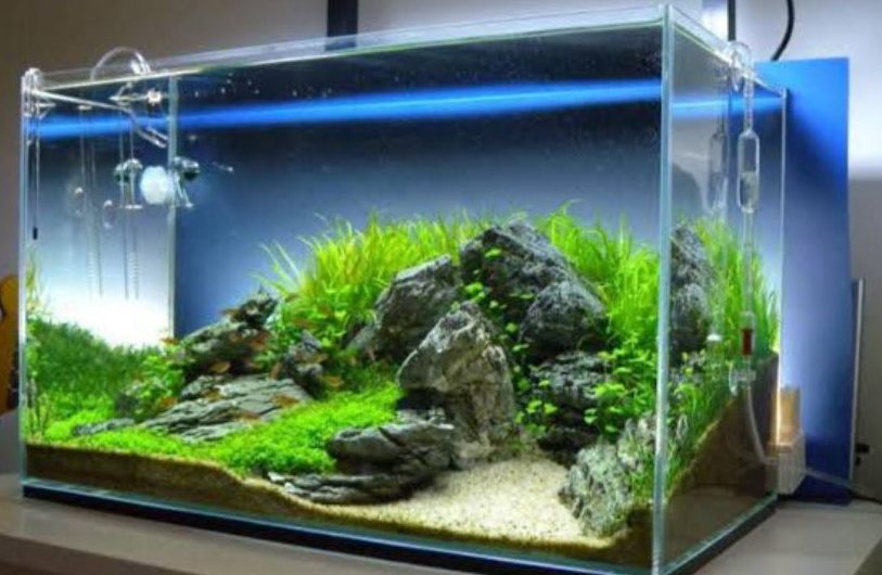 Lumut Aquatic & Pet House 1 lumut aquatic pet house