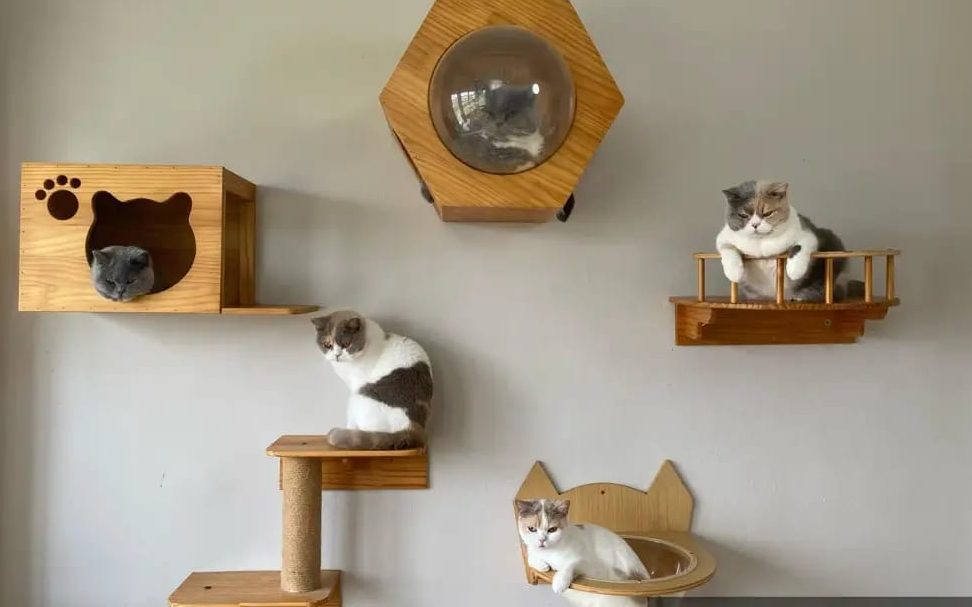 Mahligai kucing 1 mahligai kucing