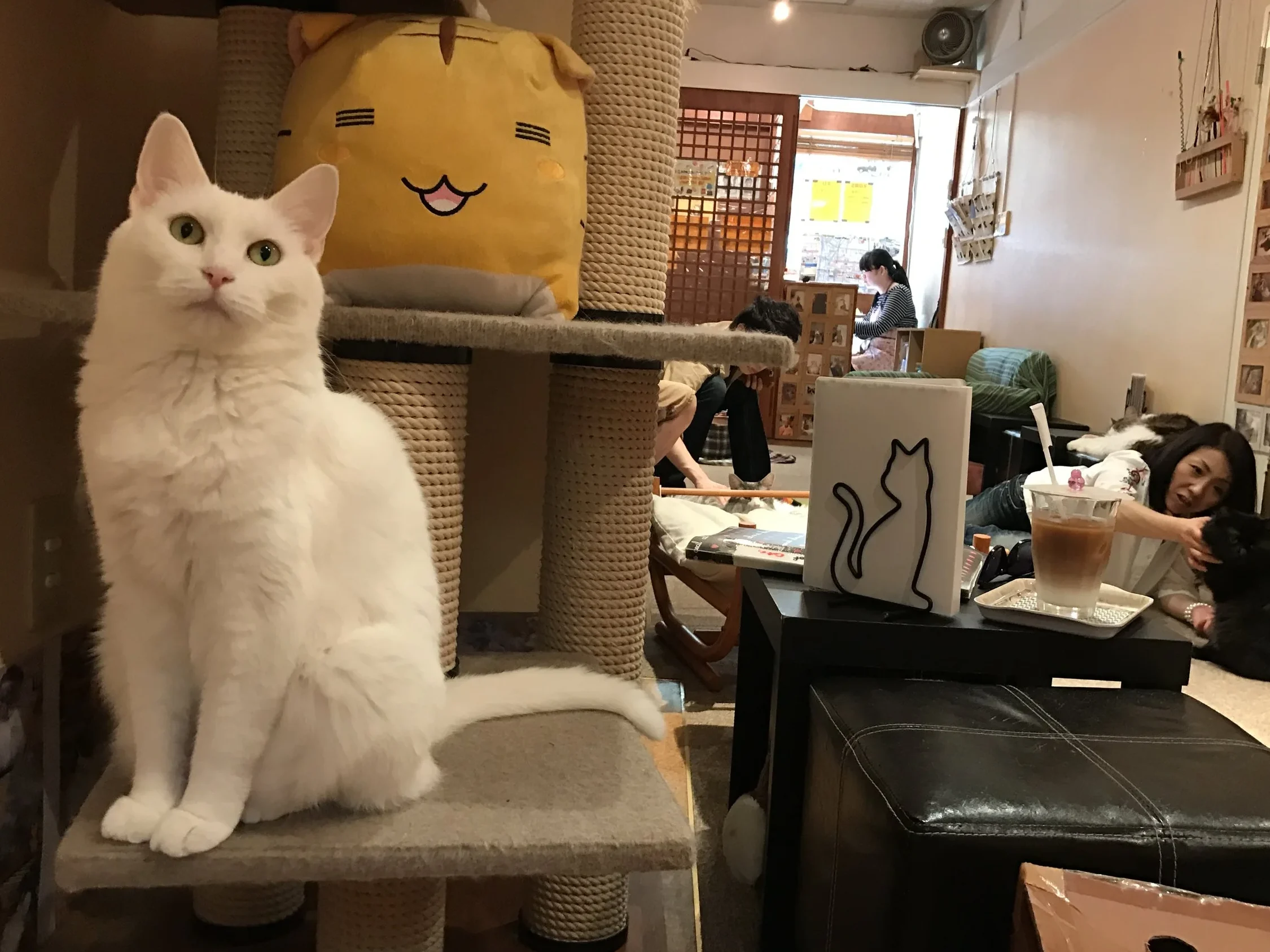 mamamea cats cafe