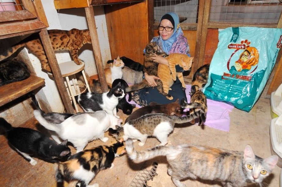 masha cat sdn bhd