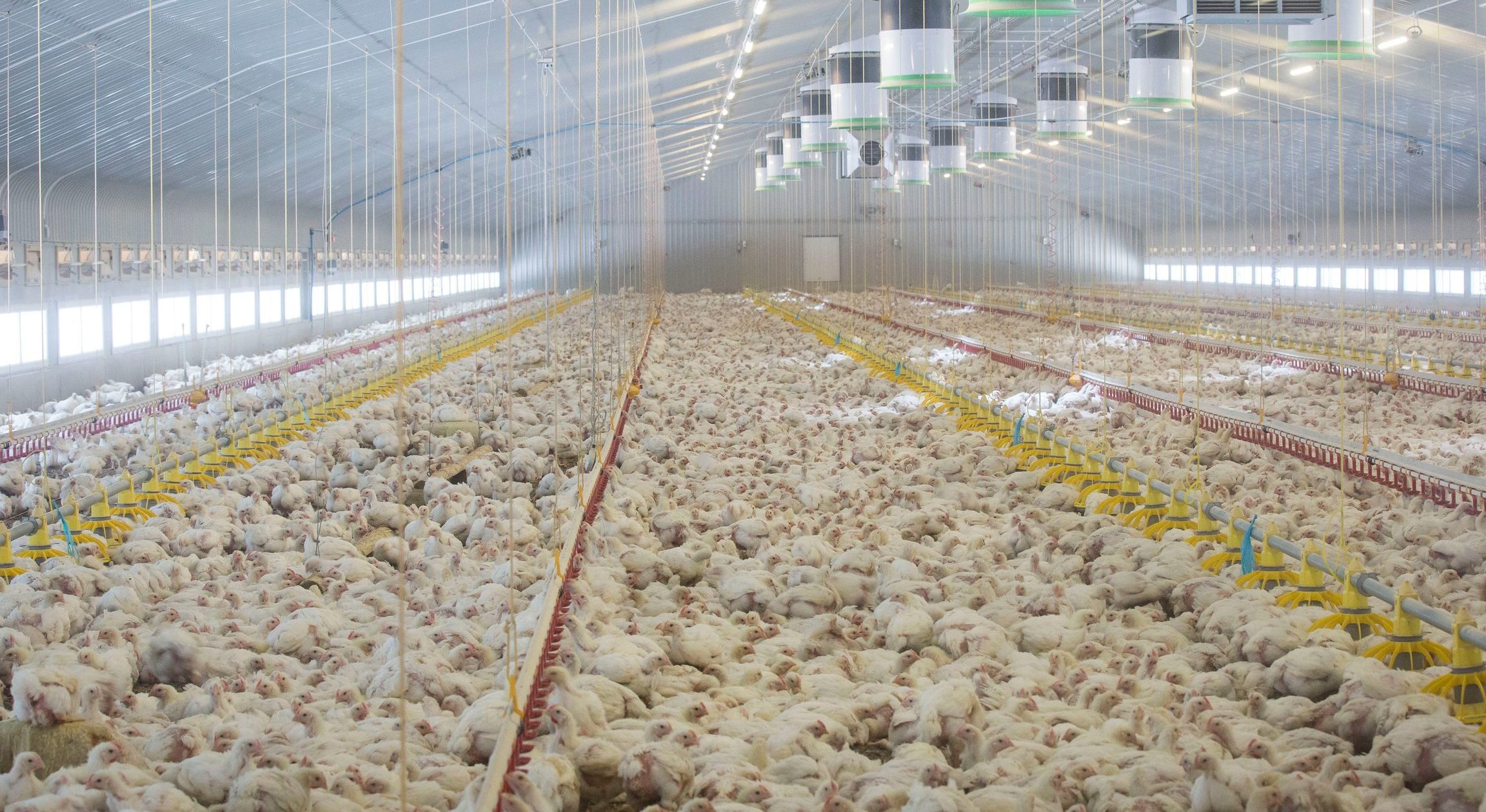 Mega Poultry & Agri Trading 1 mega poultry agri trading