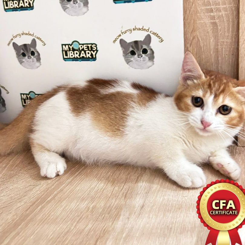 Meow Furry Shaded Cattery pet shop (kitten n cat kucing ) 1 meow furry shaded cattery pet shop kitten n cat kucing
