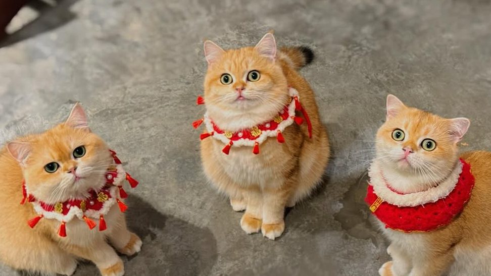 Meow Me Cat House 1 meow me cat house