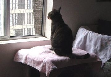 MISSKITTYCATSHouse 1 misskittycatshouse