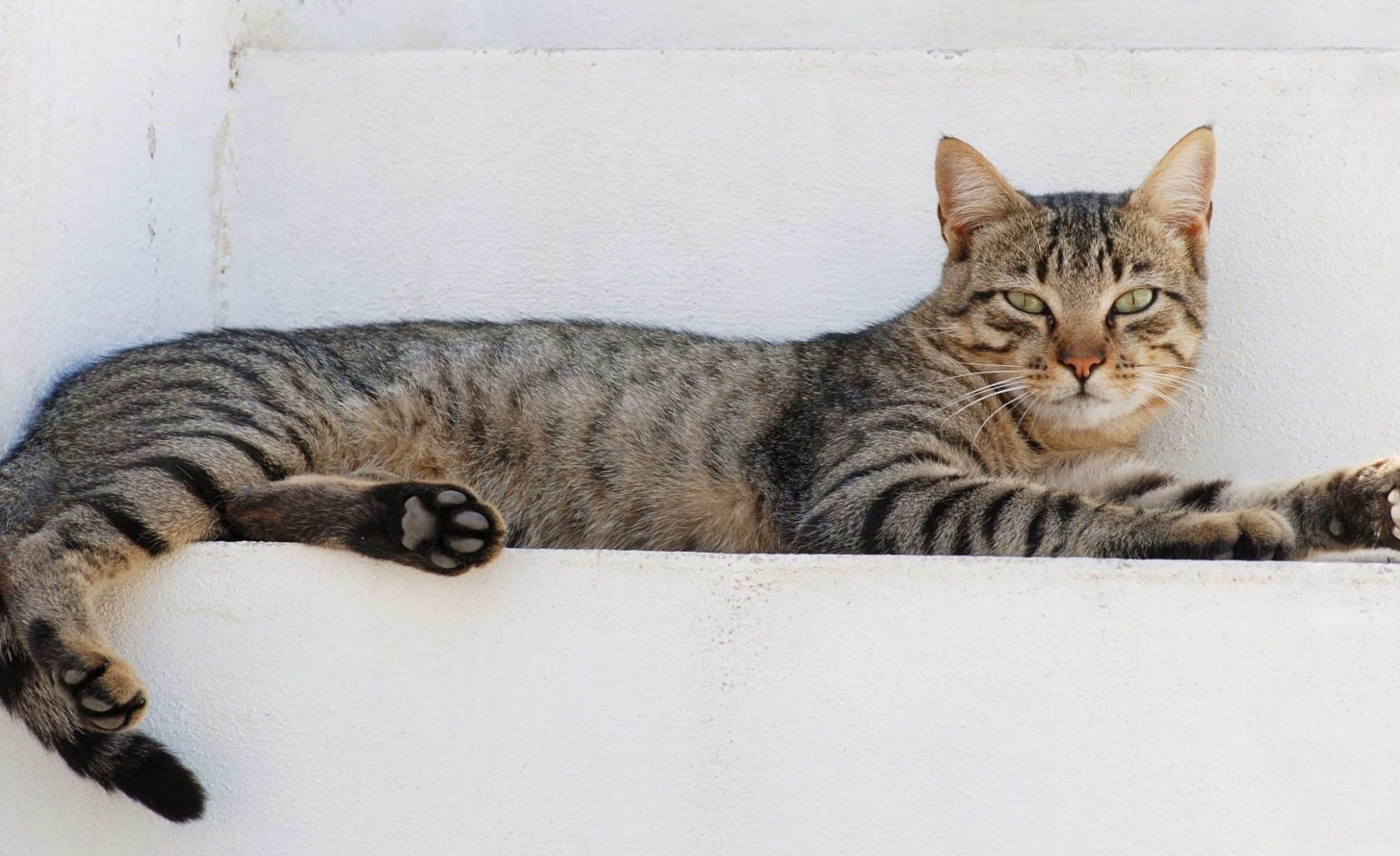 MUEZA NEKO PET SHOP & CARE 1 mueza neko pet shop care