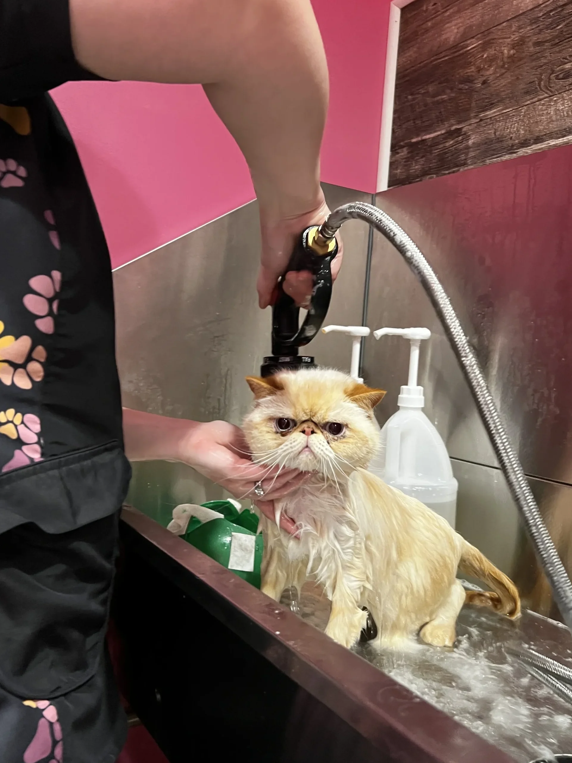 nk cat grooming salon scaled