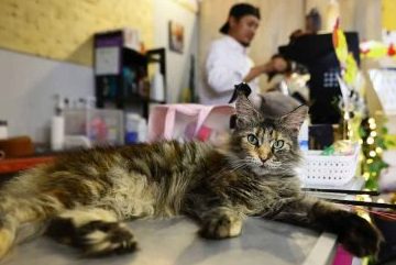 perniagaan cat sinar
