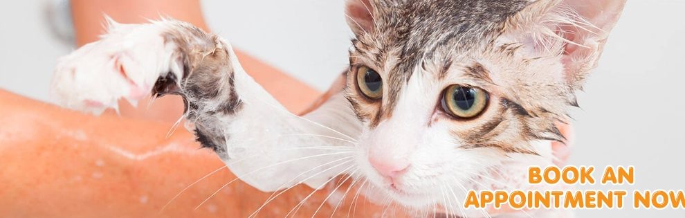 pet lovers centre taman tun aminah