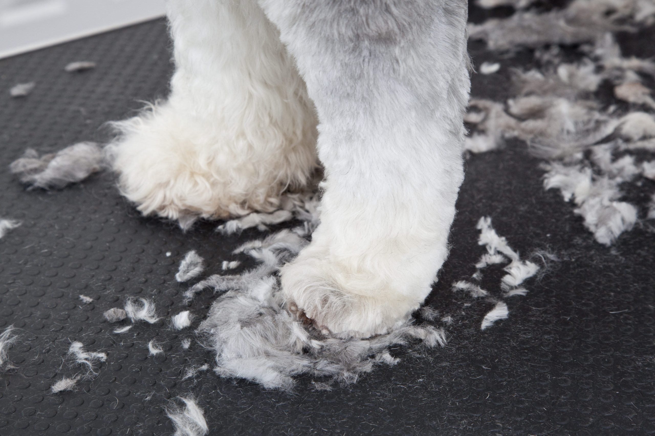 pores pet grooming scaled