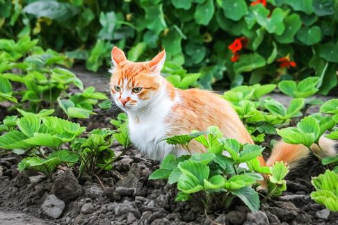 Pretty Cat Garden 1 pretty cat garden
