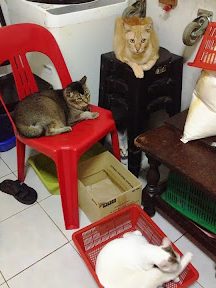 rin ofelia cat house roch petshop