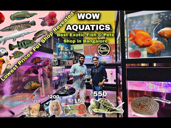 Rongchao Aquarium & Pet Shop 1 rongchao aquarium pet shop