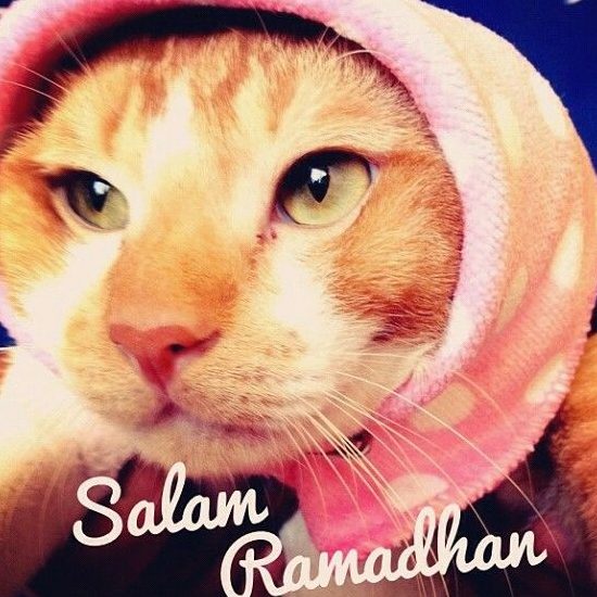 salaam cat