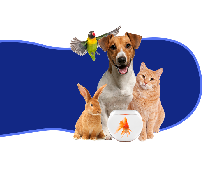 simanja sicomel pet world