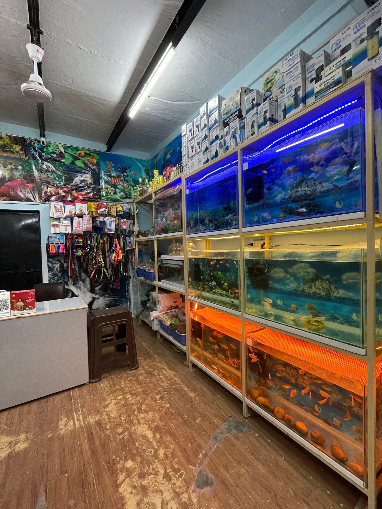 Sweet Zone Aquarium and Pet Shop 1 sweet zone aquarium and pet shop