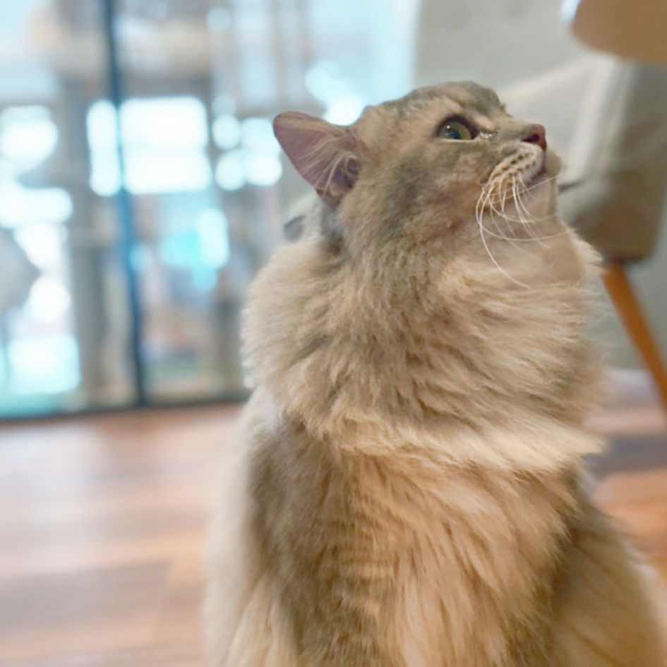 The Catton Cat Hotel & Spa Putrajaya 1 the catton cat hotel spa putrajaya