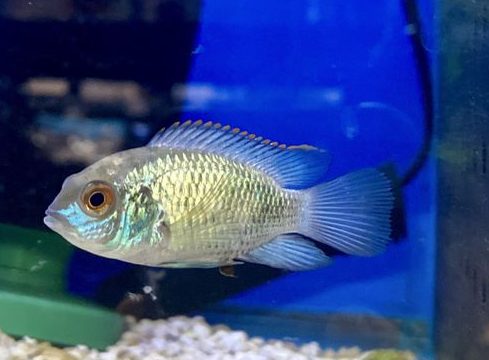 WL PET TACKLE & AQUARIUM 1 wl pet tackle aquarium
