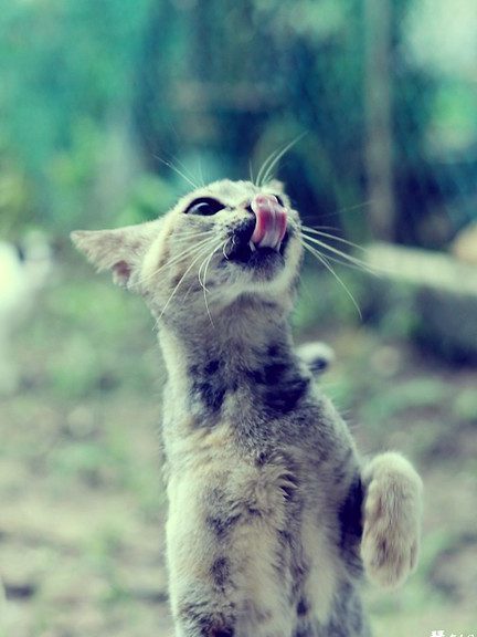 yap chin cat