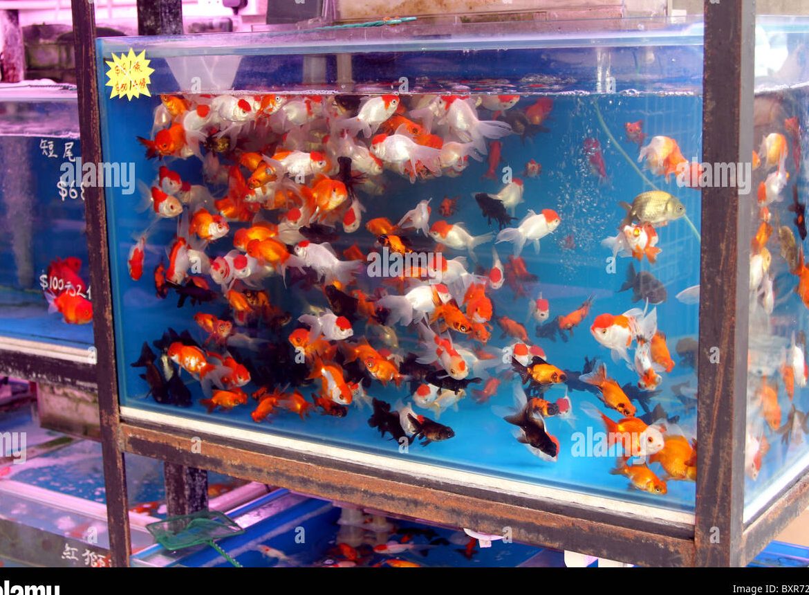 Zaidy Aquarium dan PetShop 1 zaidy aquarium dan petshop